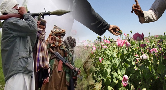 Pakistan, Narco-Terror Chain, Pakistan's War on Terror, Poppy Cultivation in Tirah and Afghanistan, Narco-Politico-Terror Actors