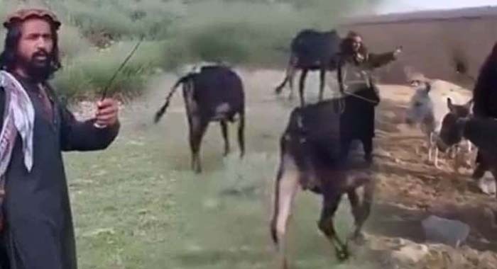 Donkeys, TTP’s Growing Desperation, Tribal Livelihoods, South Waziristan, Fitna al-Khawarij