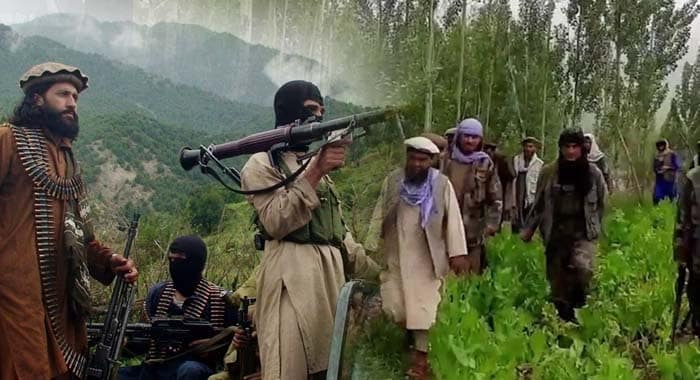 Crackdown, Taliban's TTP Crackdown, Afghan Taliban, Afghanistan Under Taliban Rule, Pakistan's War on Terror and Cross-Border Terrorism